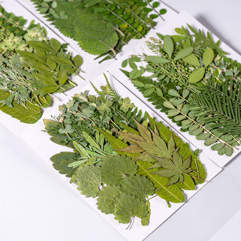 1Set 35 stücke Gepresste Getro – Dried Flower Bulk Bewertung und Preis