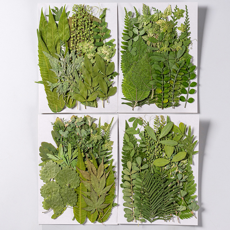 1Set 35 stücke Gepresste Getro – Dried Flower Bulk Bewertung und Preis