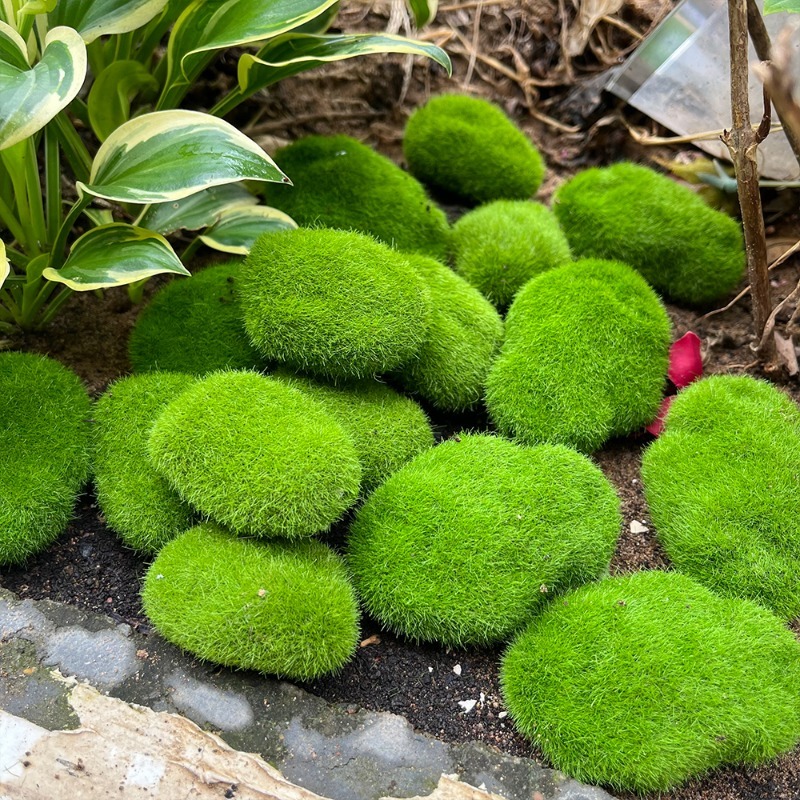 5/30 Stück Simulierte Moosstei – Terrarium Moss Art Bewertung und Preis