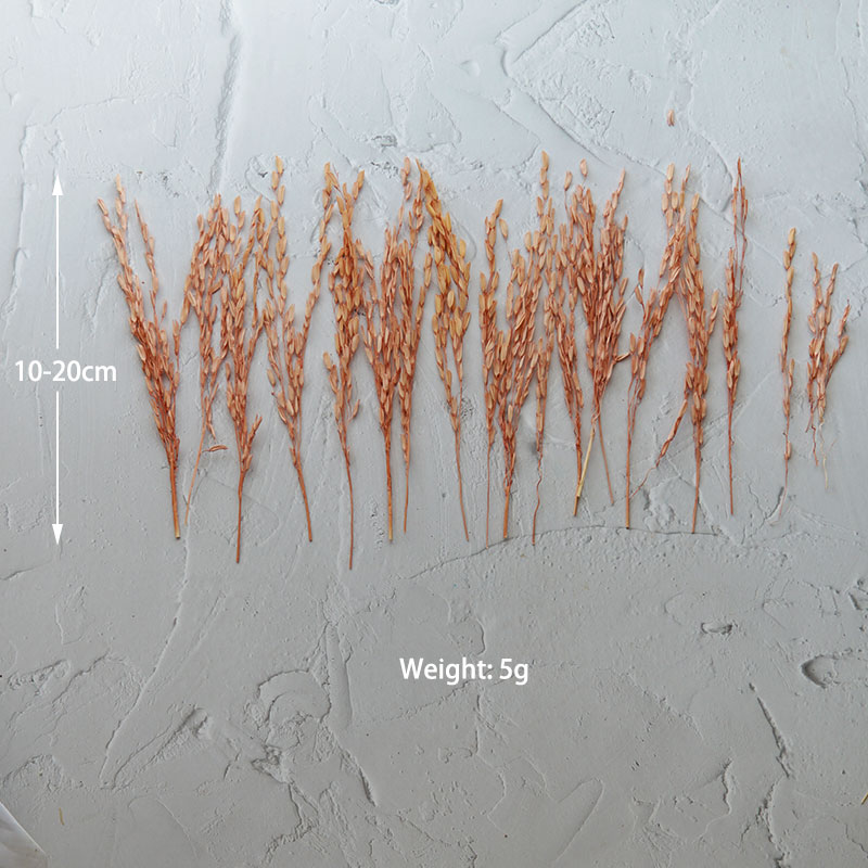 5 g/Broomcorn gefärbte getrock – Dried Flower Bulk Bewertung und Preis