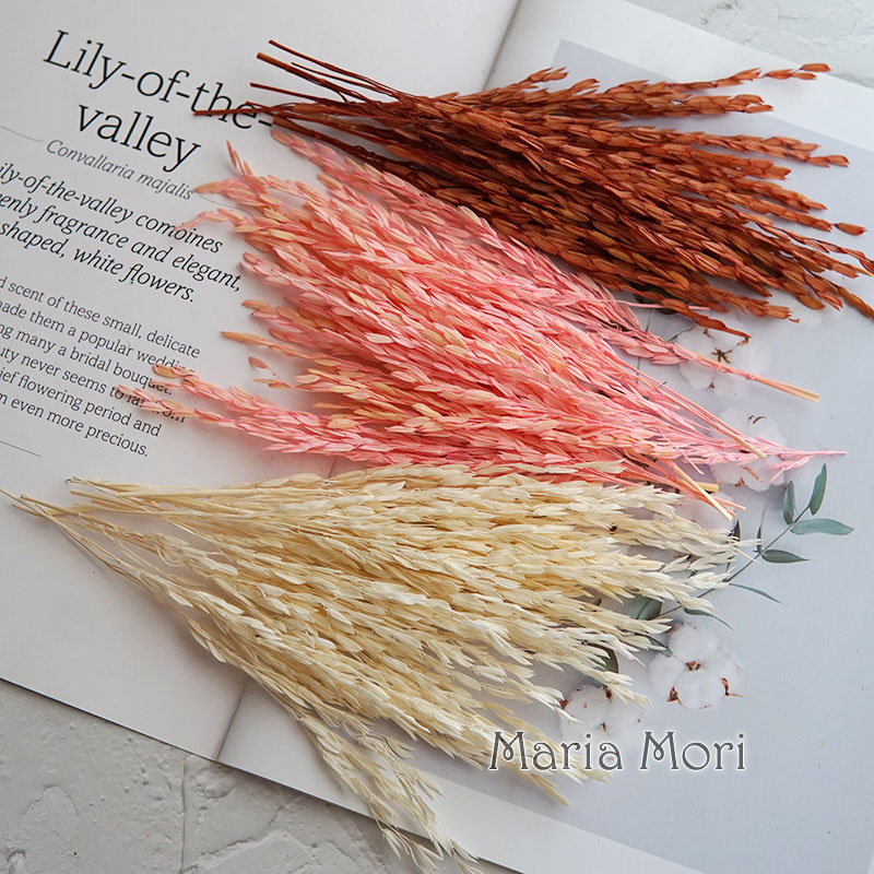 5 g/Broomcorn gefärbte getrock – Dried Flower Bulk Bewertung und Preis