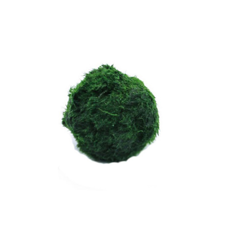 Marimo Moos Kugeln Live Aquari – Terrarium Moss Art Bewertung und Preis