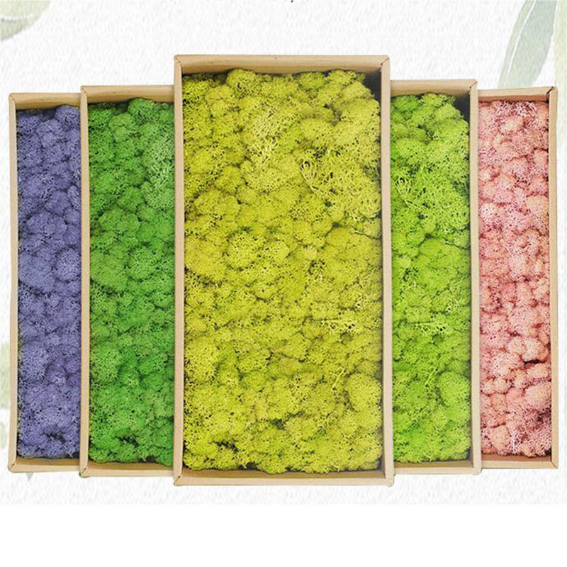 20 g künstliche grüne Moospfla – Terrarium Moss Art Bewertung und Preis
