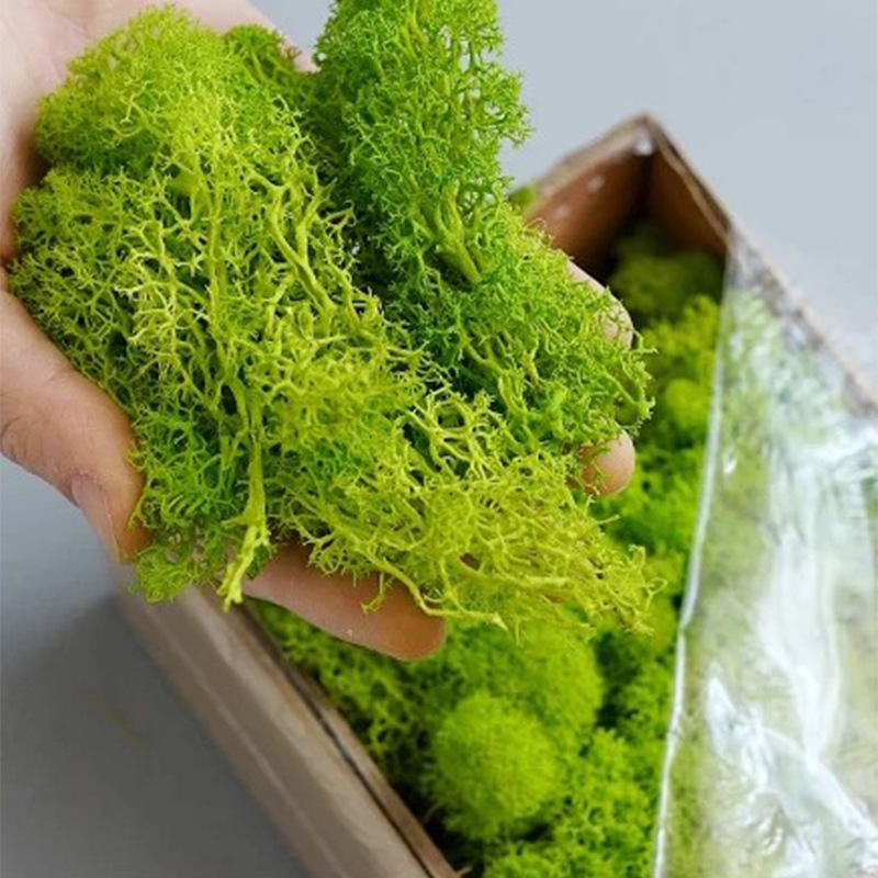20 g künstliche grüne Moospfla – Terrarium Moss Art Bewertung und Preis