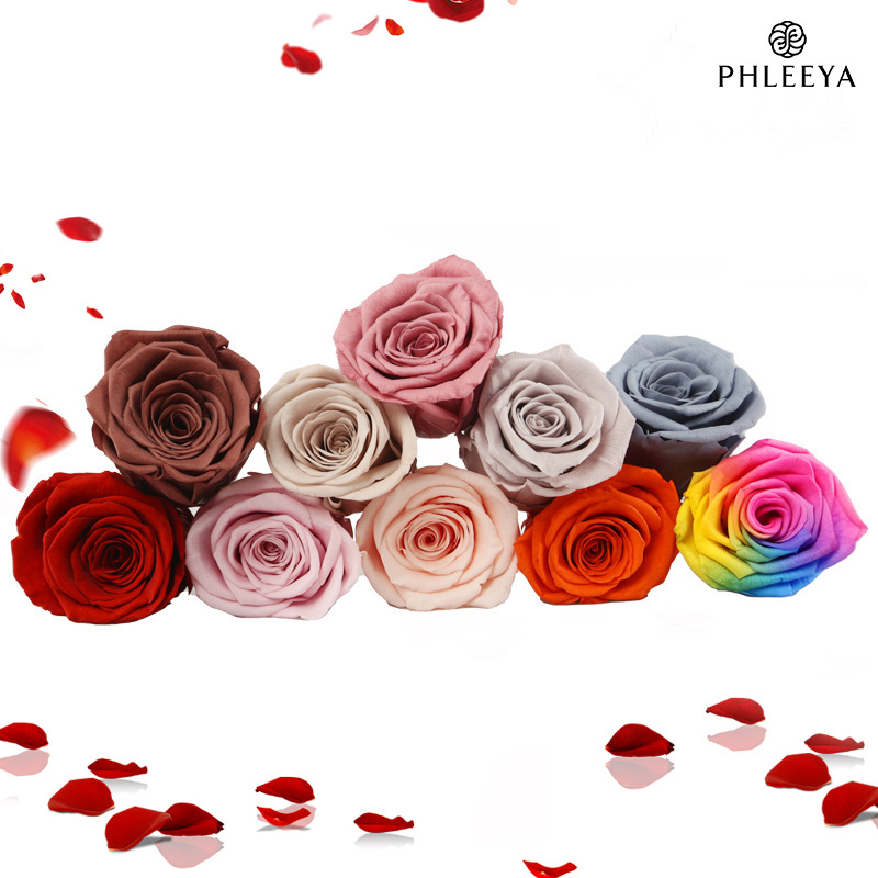 6 Stück ewige Rosenblütenköpfe – Dried Flower Bulk Bewertung und Preis