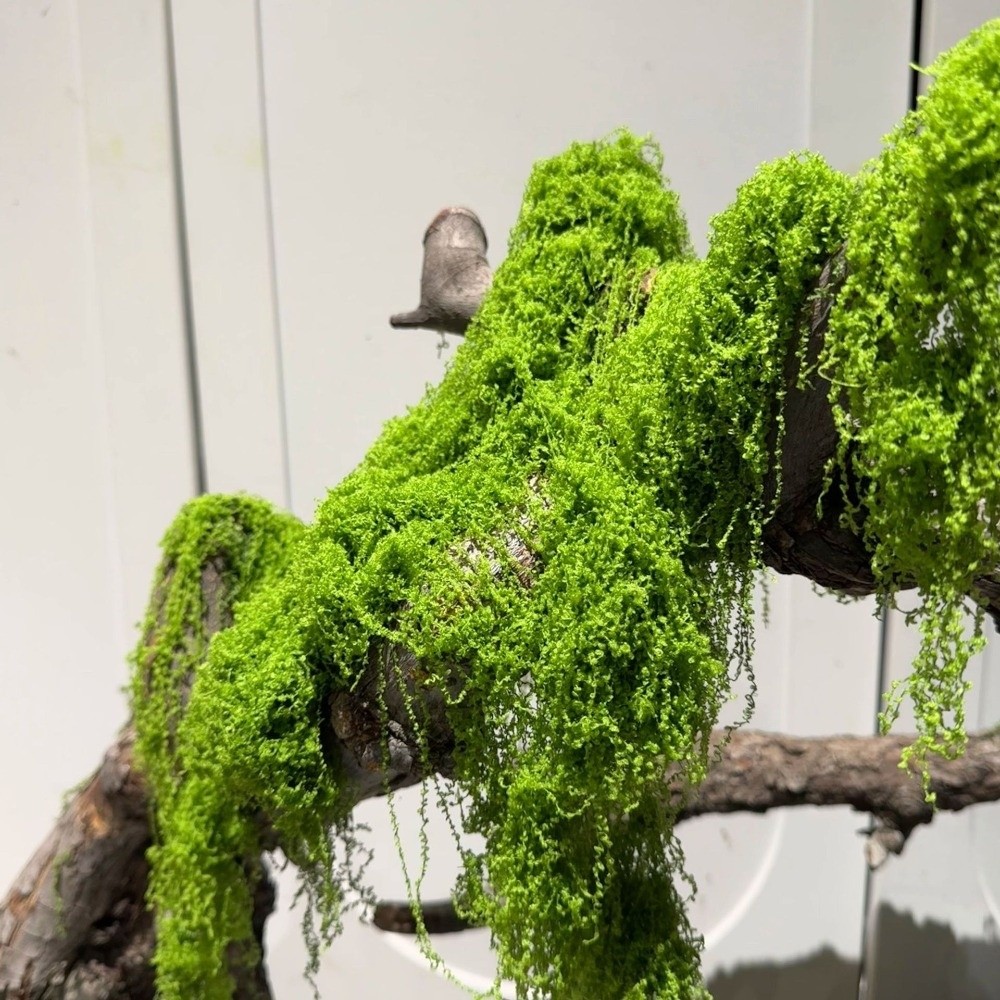 Polyester Künstliches Moos DIY – Terrarium Moss Art Bewertung und Preis