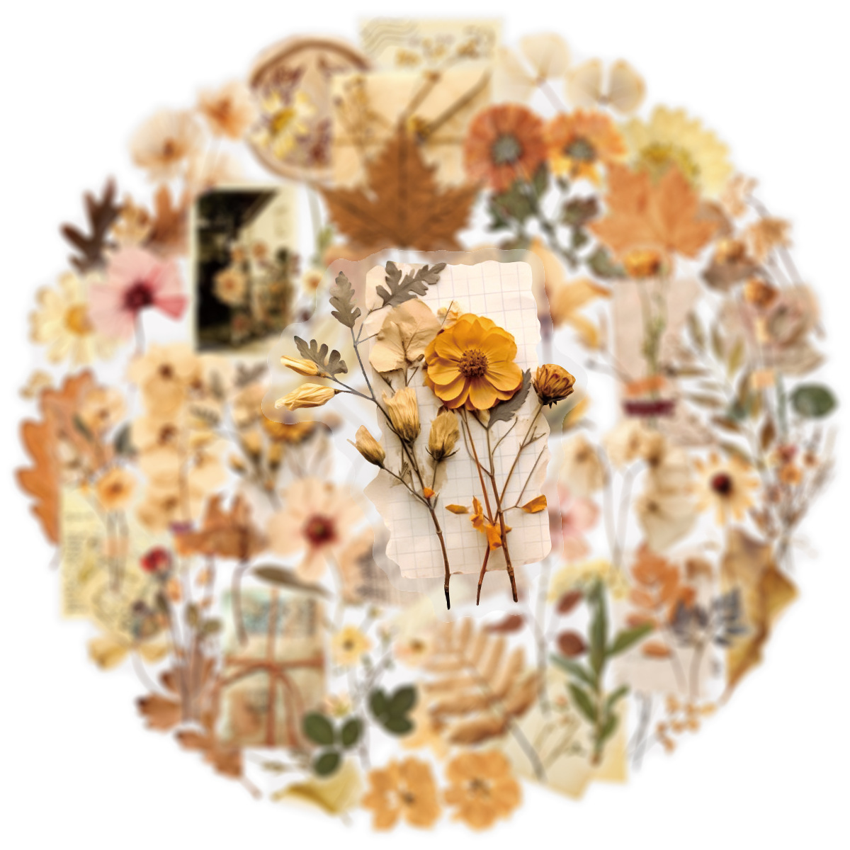 50 Stück transparente getrockn – Dried Flower Bulk Bewertung und Preis