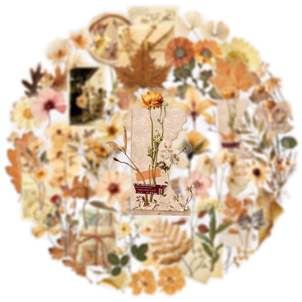 50 Stück transparente getrockn – Dried Flower Bulk Bewertung und Preis